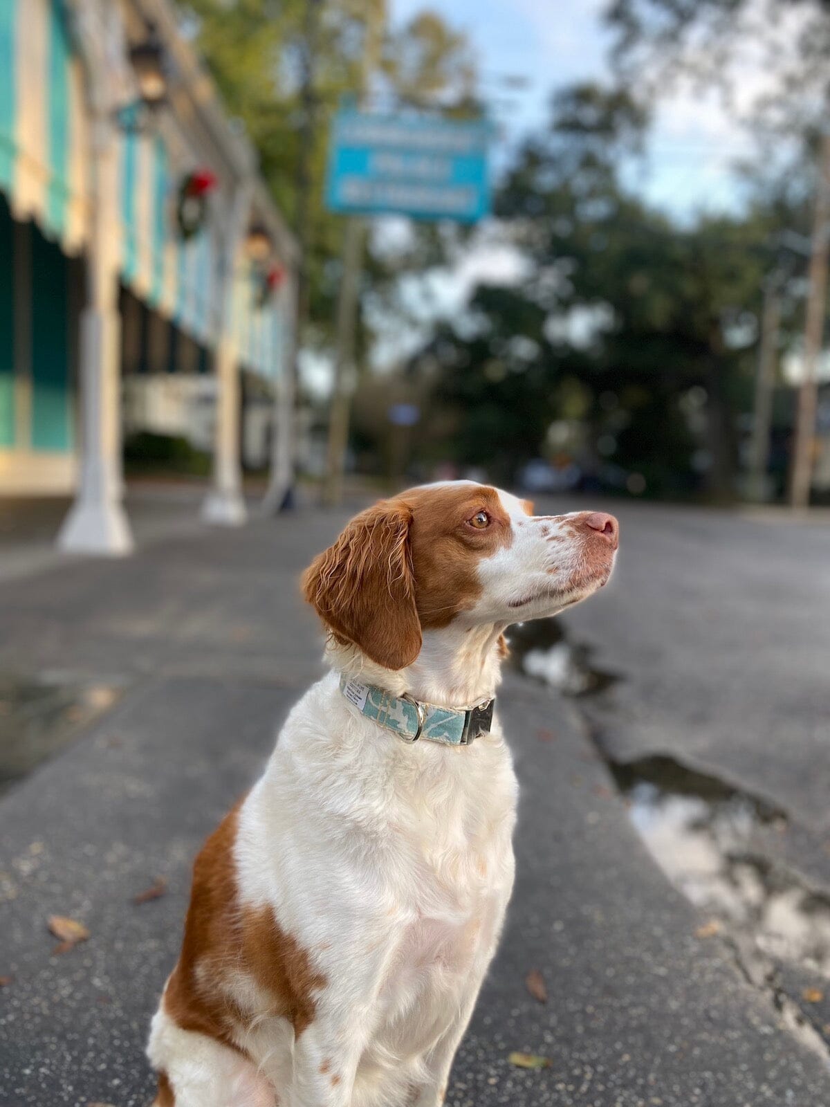 "Canine Couture" (Blue Teal & White) Dog Collar B. Viz Design