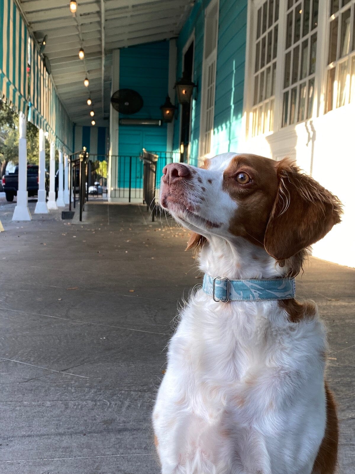 "Canine Couture" (Blue Teal & White) Dog Collar B. Viz Design