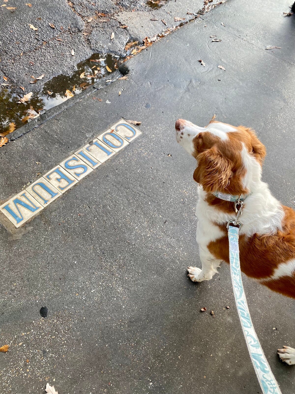 "Canine Couture" (Blue Teal & White Dog Leash) Dog Leash B. Viz Design