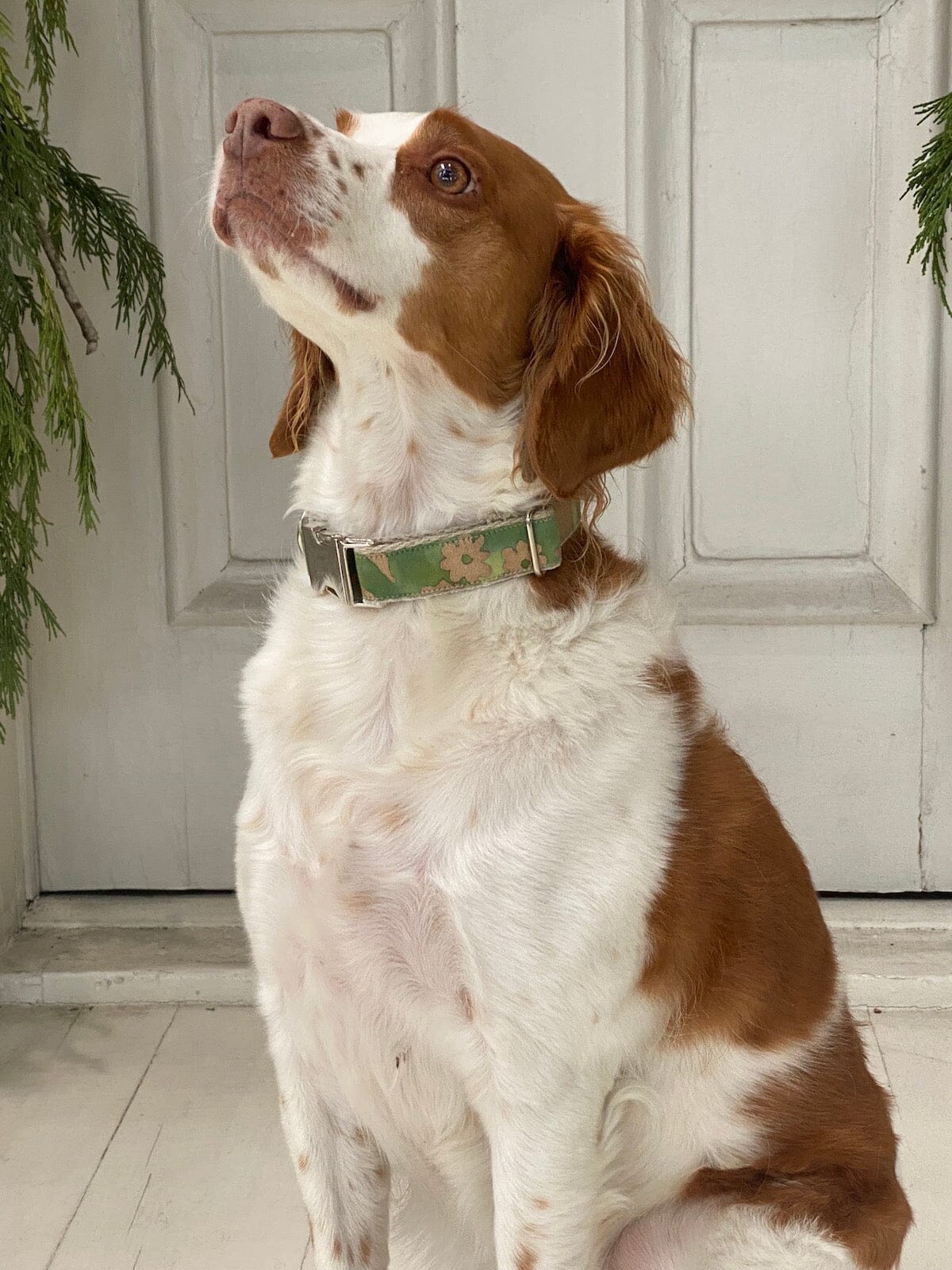 "Canine Couture" (Green & Metallic Gold) Pet B. Viz Design