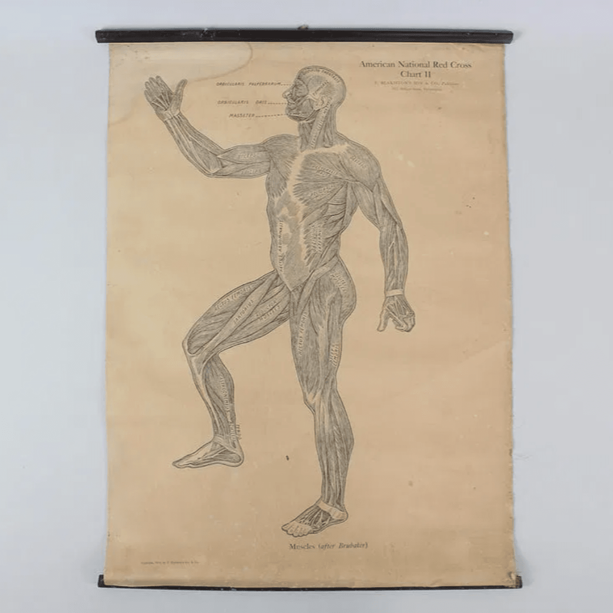 1910 American Red Cross Medical Muscle Chart Collectible Live Auctioneers 
