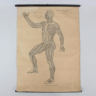 1910 American Red Cross Medical Muscle Chart Collectible Live Auctioneers 